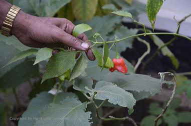 Thekkady, Abrahams Spice Garden, Glockenchilli_DSC7213_H600